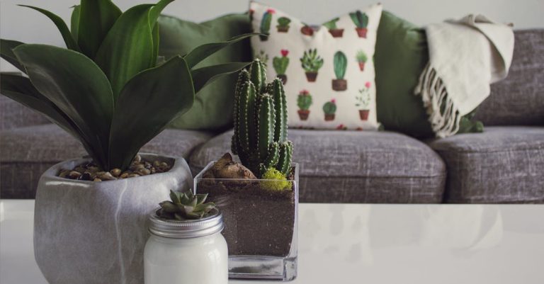 An A-Z Guide to Houseplants That Will Give Your Home a Pleasant Scent